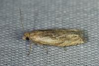 Eucosma cana