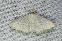 Idaea subsericeata