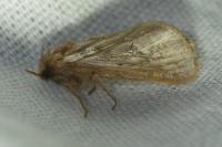 Korscheltellus lupulinus