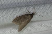 Luquetia lobella