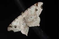 Macaria alternata
