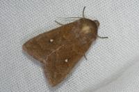 Mythimna albipuncta