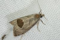 Notocelia uddmanniana