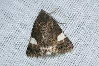 Tyta luctuosa