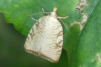 Aleimma loeflingiana