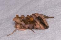 Autographa jota
