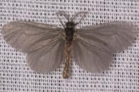 Sterrhopterix fusca