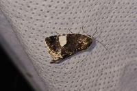 Tyta luctuosa