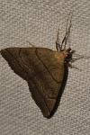 Herminia tarsicrinalis
