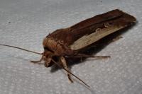 Ochropleura plecta