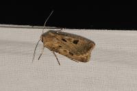 Agrotis exclamationis