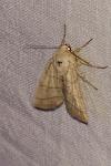 Charanyca trigrammica