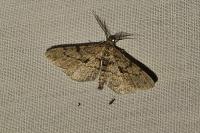 Peribatodes rhomboidaria