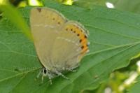 Satyrium pruni