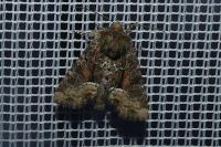 Oligia