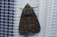 Oligia