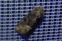 Oligia