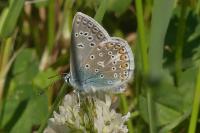 Polyommatus icarus