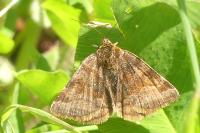 Euclidia glyphica