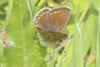 Polyommatus icarus