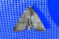 Charanyca trigrammica