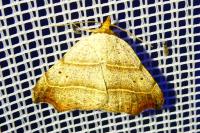 Laspeyria flexula