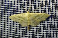Scopula floslactata
