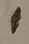 Cleorodes lichenaria
