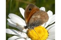 Coenonympha pamphilus