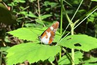 Limenitis camilla