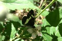 Limenitis camilla