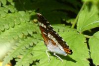 Limenitis camilla