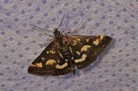 Pyrausta purpuralis