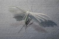Pterophorus pentadactylus