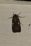 Xestia c-nigrum