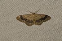 Idaea aversata