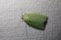 Tortrix viridana