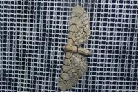 Eupithecia venosata