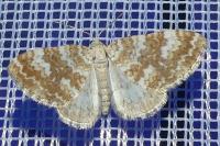 Perizoma flavofasciata