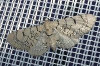 Eupithecia venosata