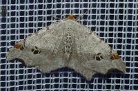 Macaria alternata