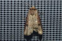 Axylia putris