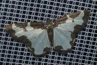 Lomaspilis marginata