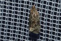 Celypha lacunana