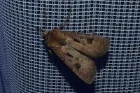 Agrotis exclamationis