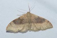 Idaea degeneraria