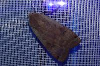 Noctua pronuba