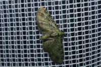Pasiphila rectangulata