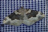 Epirrhoe galiata