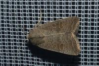 Hoplodrina ambigua